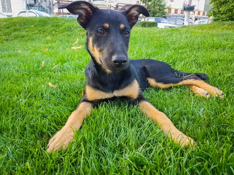 Charming puppy on green grass: a portrait of a young friend