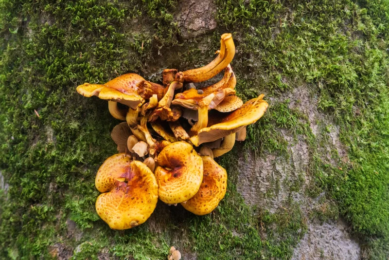 Дикие грибы, растущие на коре дерева с мхом