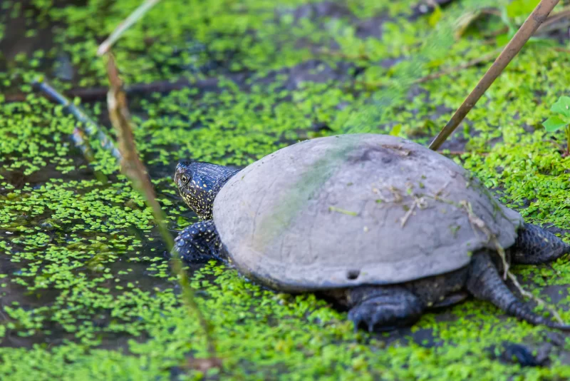 Черепаха в пруду, покрытом ряской