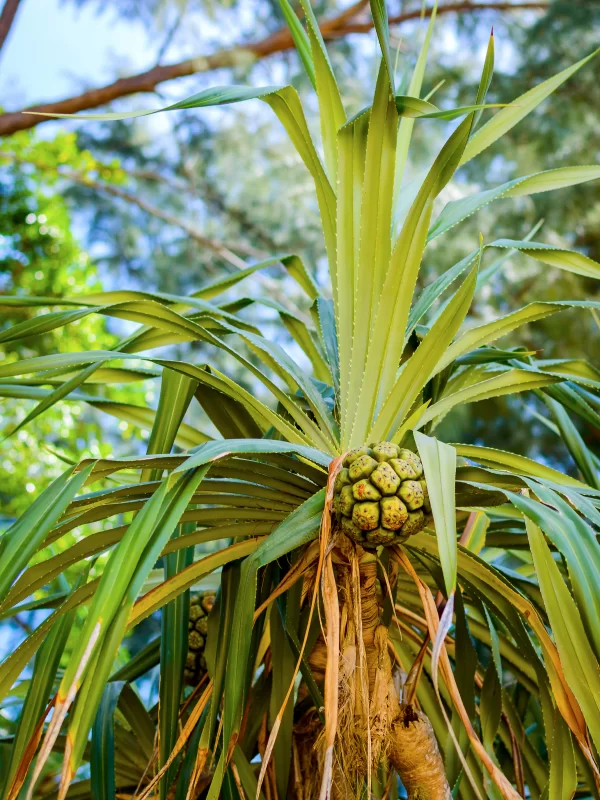 Плод пальмы на дереве