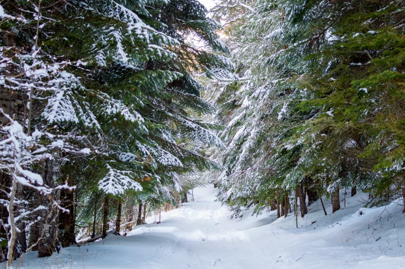 Зимний лес: заснеженная тропа