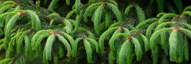 Еловая ветка