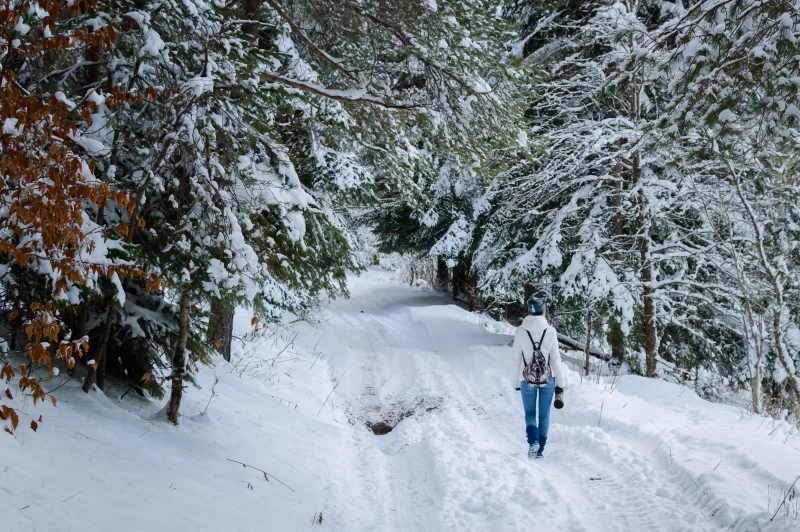 Зимняя прогулка по заснеженному лесу