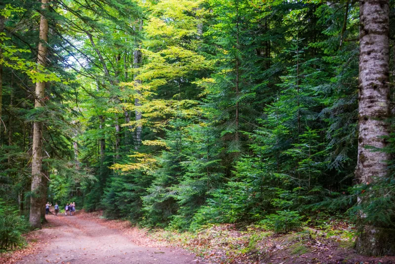 Lush Forest Path in Adygea
