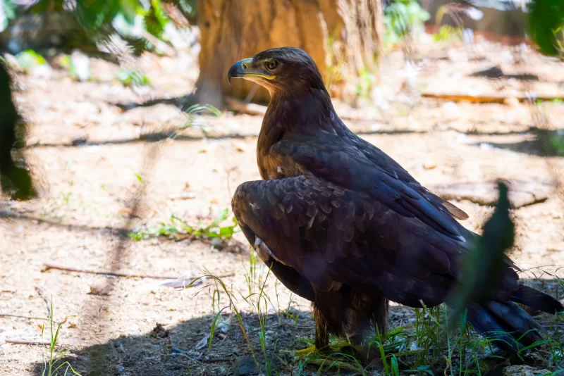 Величественный орел в естественной среде обитания