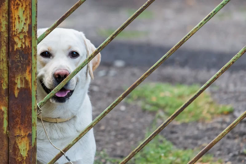 Счастливый лабрадор за ржавой оградой