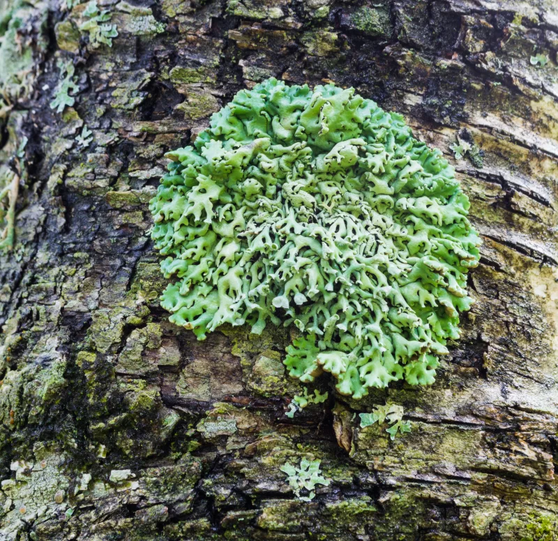 Vibrant Green Lichen on Tree Bark