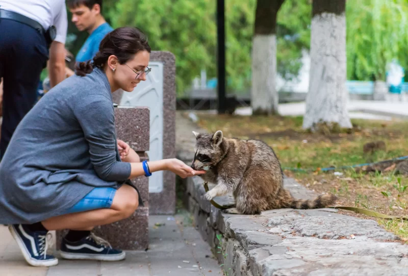 Девочка в парке кормит енота