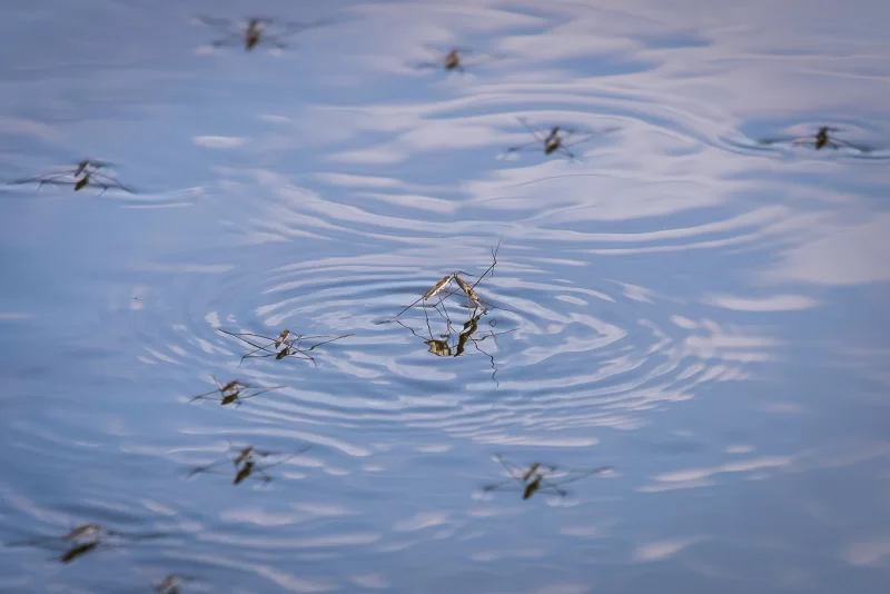 Комары над водой. Летний день