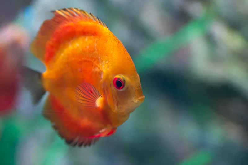 Яркая оранжевая рыба-диск в аквариуме