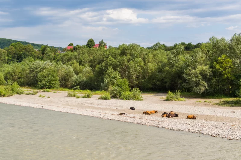 Лошади отдыхают на берегу реки в летний день