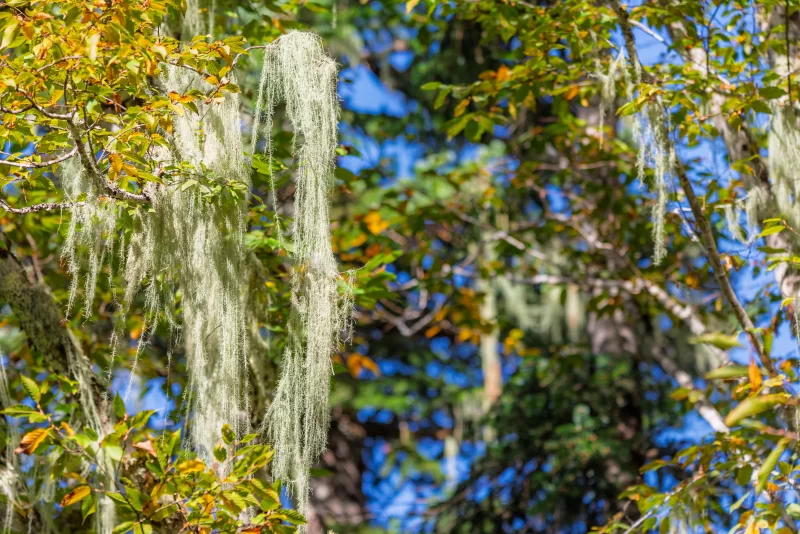 Мхи уснея на ветвях дерева в Адыгее