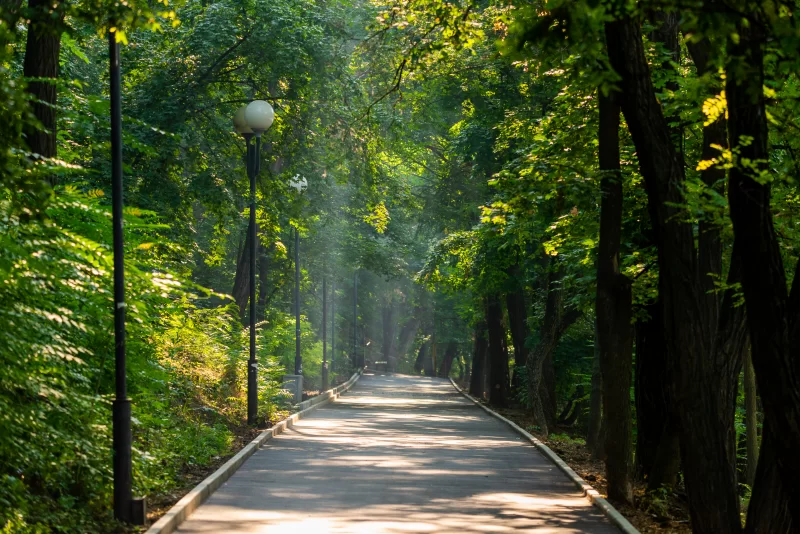 Солнечный путь сквозь зеленый лесной туннель