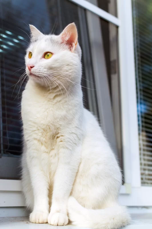 White cat with amber eyes sitting on a windowsill