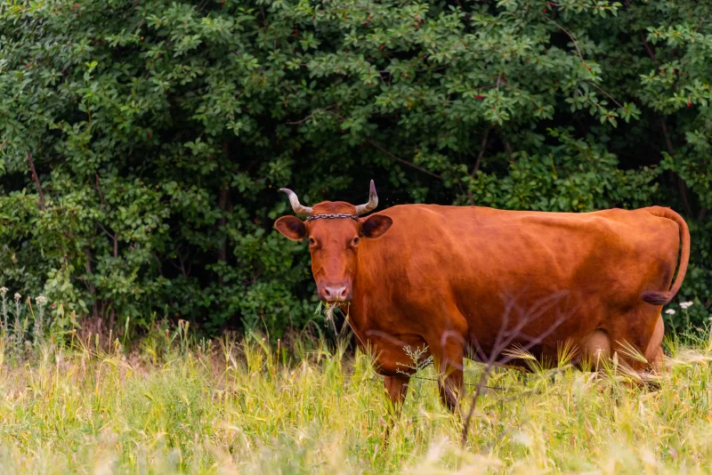 Red cow in a summer meadow