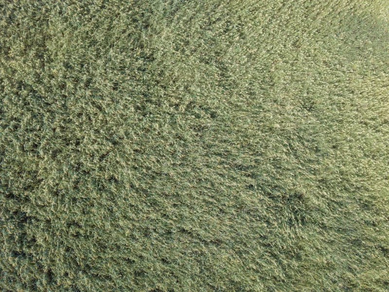 Top View of Green Grass Texture