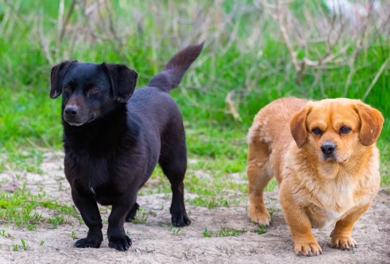Two dogs in nature