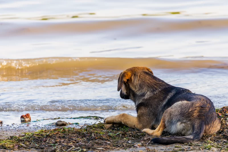 Lonely dog by the water: a thoughtful gaze at sunset