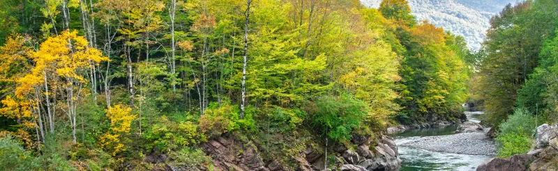 Яркая осенняя лесная сцена с рекой в Адыгее