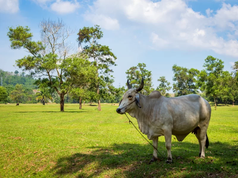 Белая корова пасется на свежем зеленом поле.