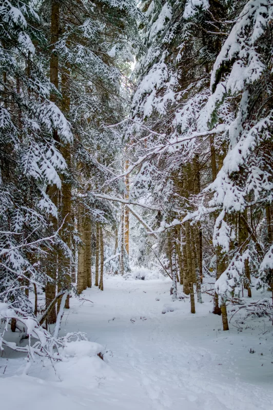 Заснеженная тропа в зимнем лесу: Путь к уединению и спокойствию