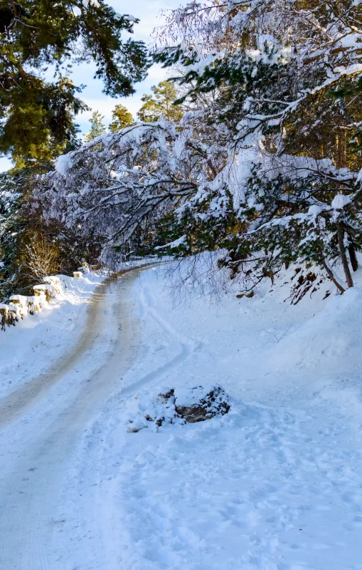 Заснеженные деревья в зимнем лесу с дорогой