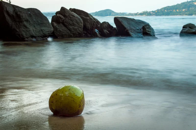 Зелёный кокос на пляже в рассветное время