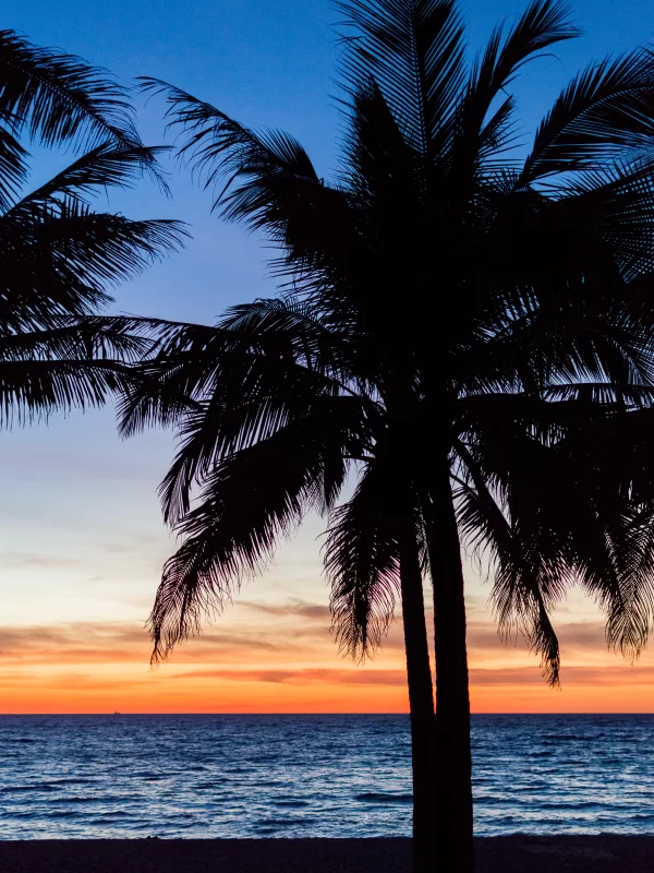Силуэт пальм на закате