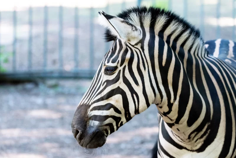 Портрет зебры: Дикая красота