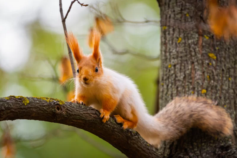 Red squirrel on a tree branch