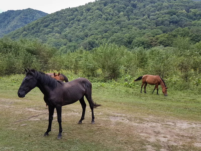 Лошади на лугу в горах