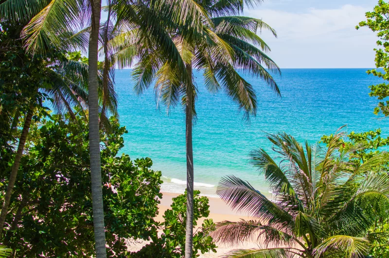 Пляж тропического побережья за пальмами
