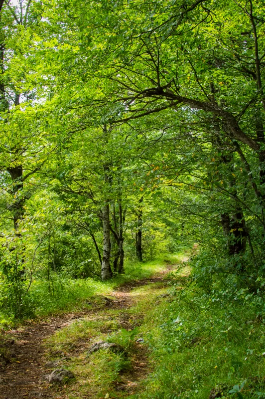 Лесная тропа в зелени