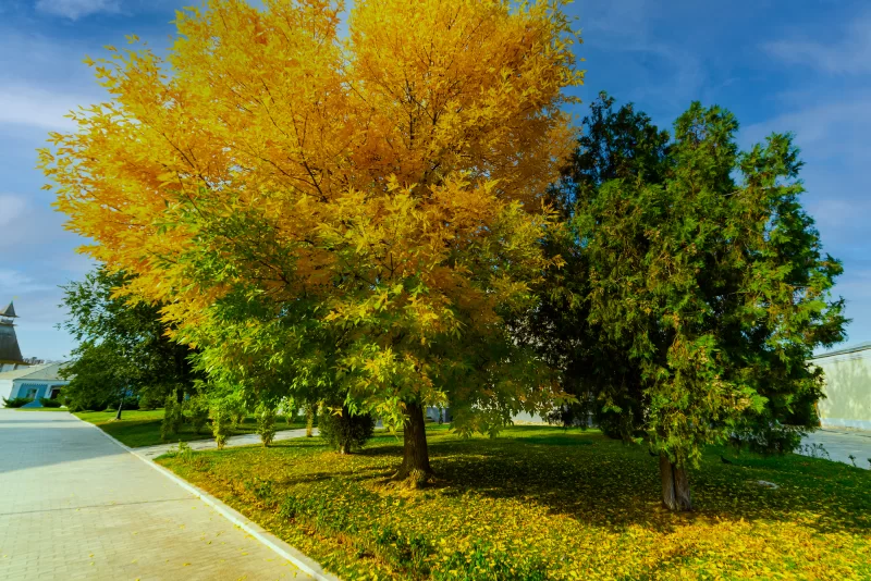 Осень в парке