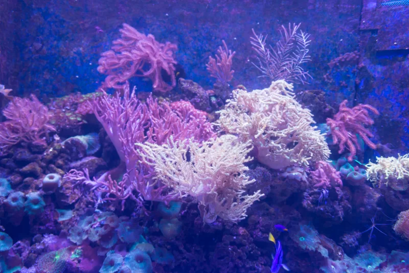 Подводный мир: коралловый риф в ярких красках и его обитатели