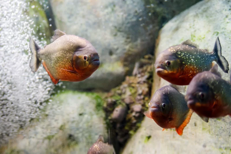 Стая пираний в аквариуме: хищные рыбы с яркой окраской