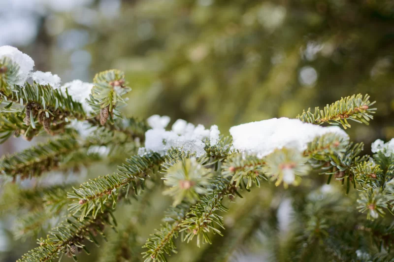 Зимняя сказка: Еловая ветка, усыпанная сверкающим снегом