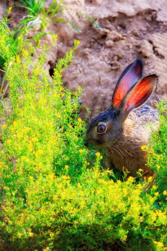 Дикий заяц-русак с большими ушами сидит в траве