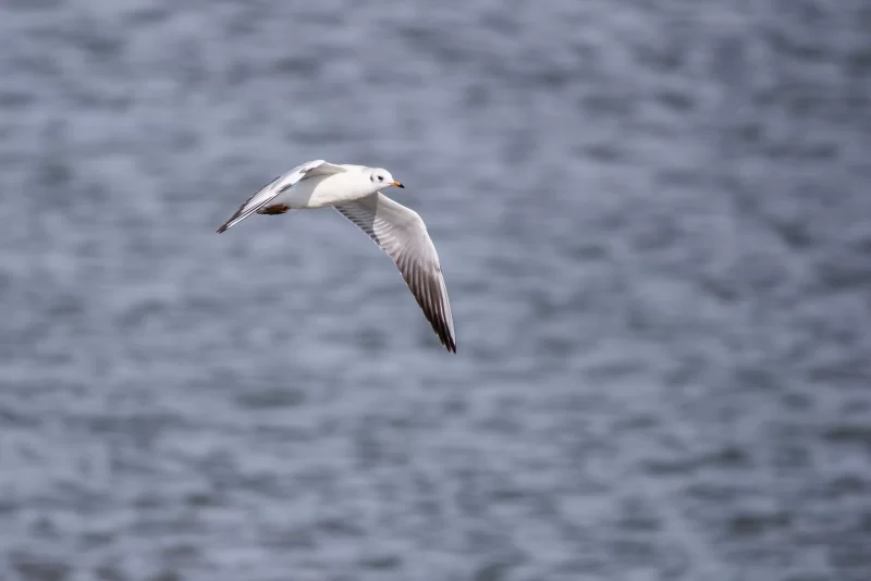 Чайка в полете над водной гладью