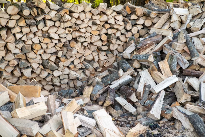 Свежесрубленные дрова в лесу: упорядоченная стена и разбросанные куски