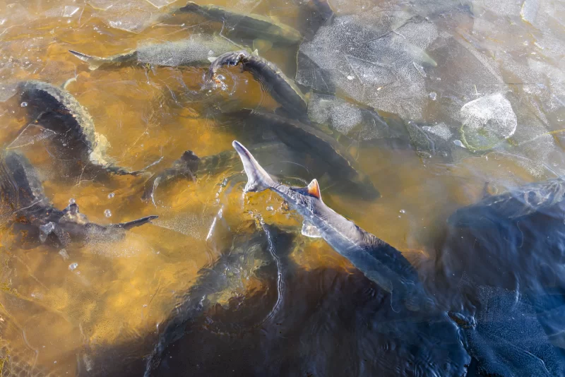 School of sturgeon in icy water