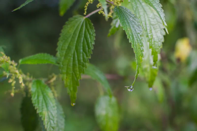 Капли воды на листьях крапивы