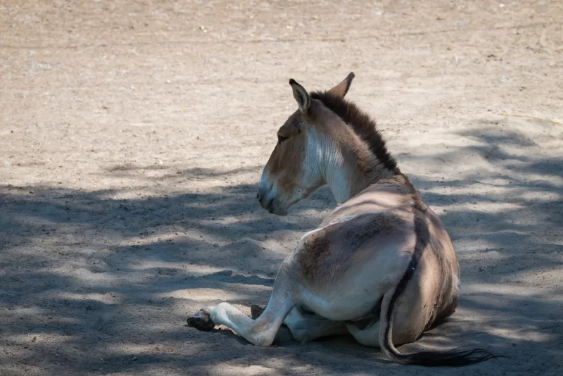 Осел лежит на земле в тени