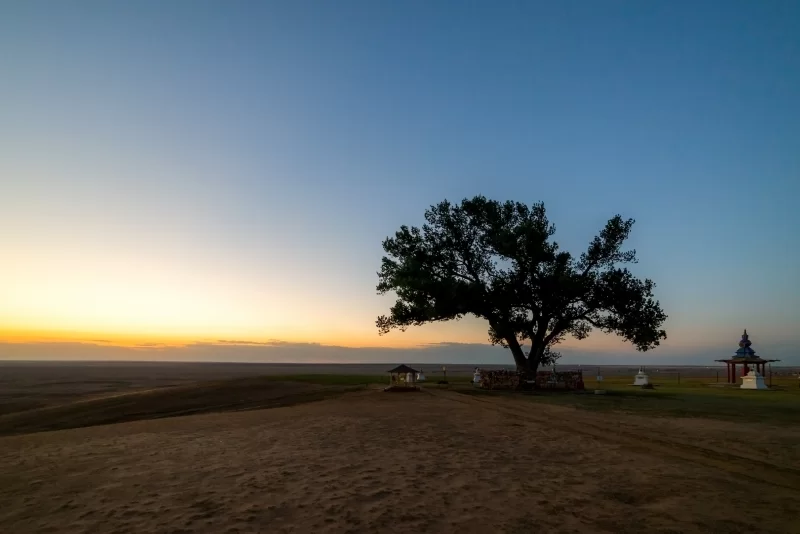Священное дерево в Калмыкии на закате
