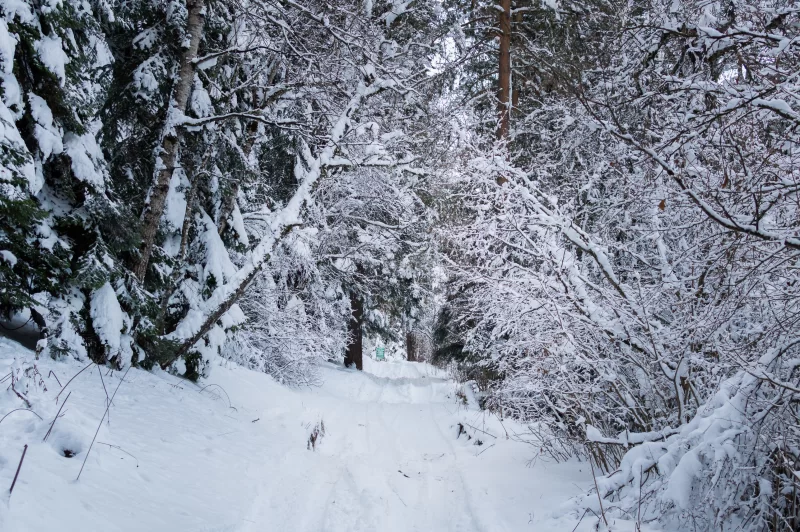 Заснеженная лесная тропа, освещенная мягким светом, приглашает на прогулку среди деревьев, укрытых пушистым снегом.