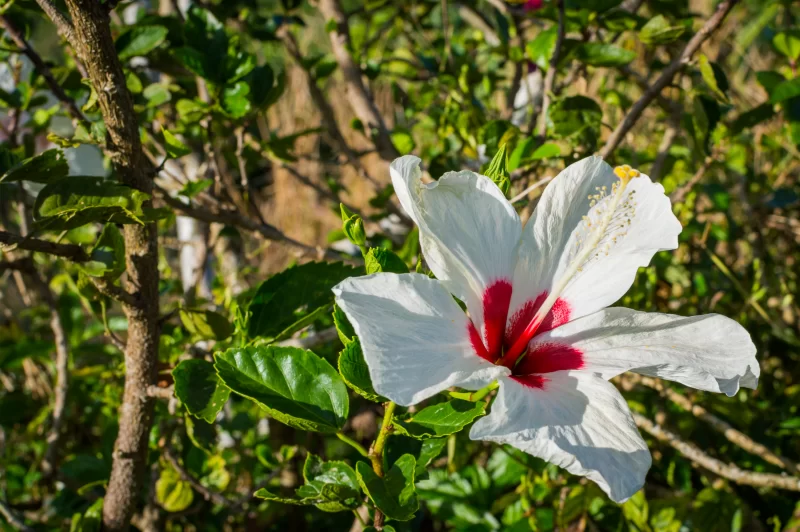 Белый гибискус с красным центром
