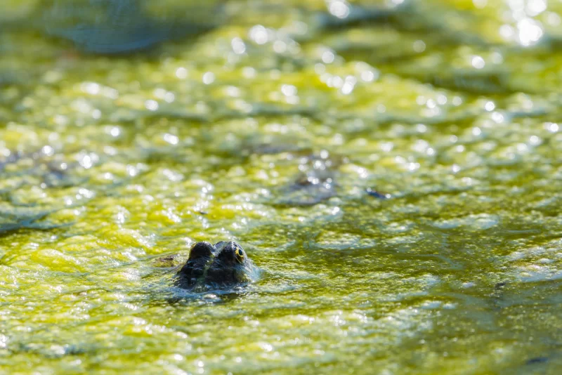 Frog in green water with duckweed