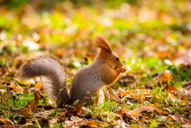 Белка в осеннем парке