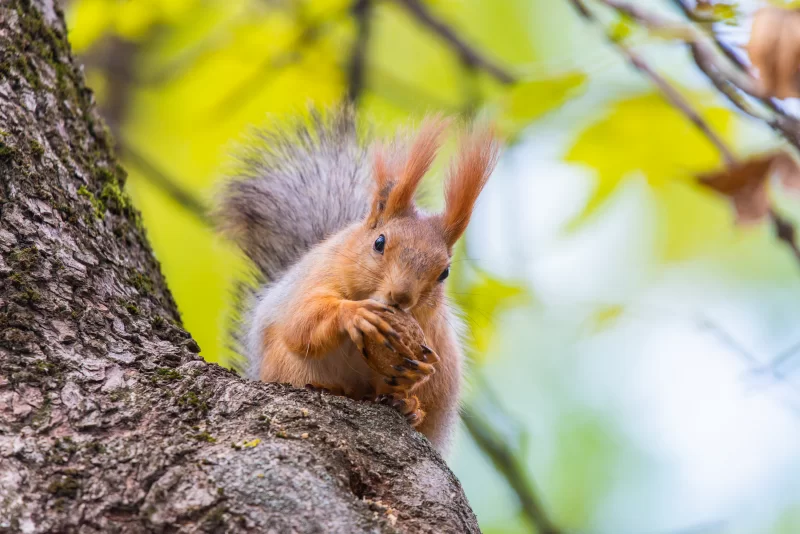 Белка с орехом на ветке