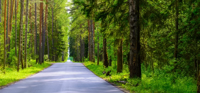 Сереная дорога в лесу летом